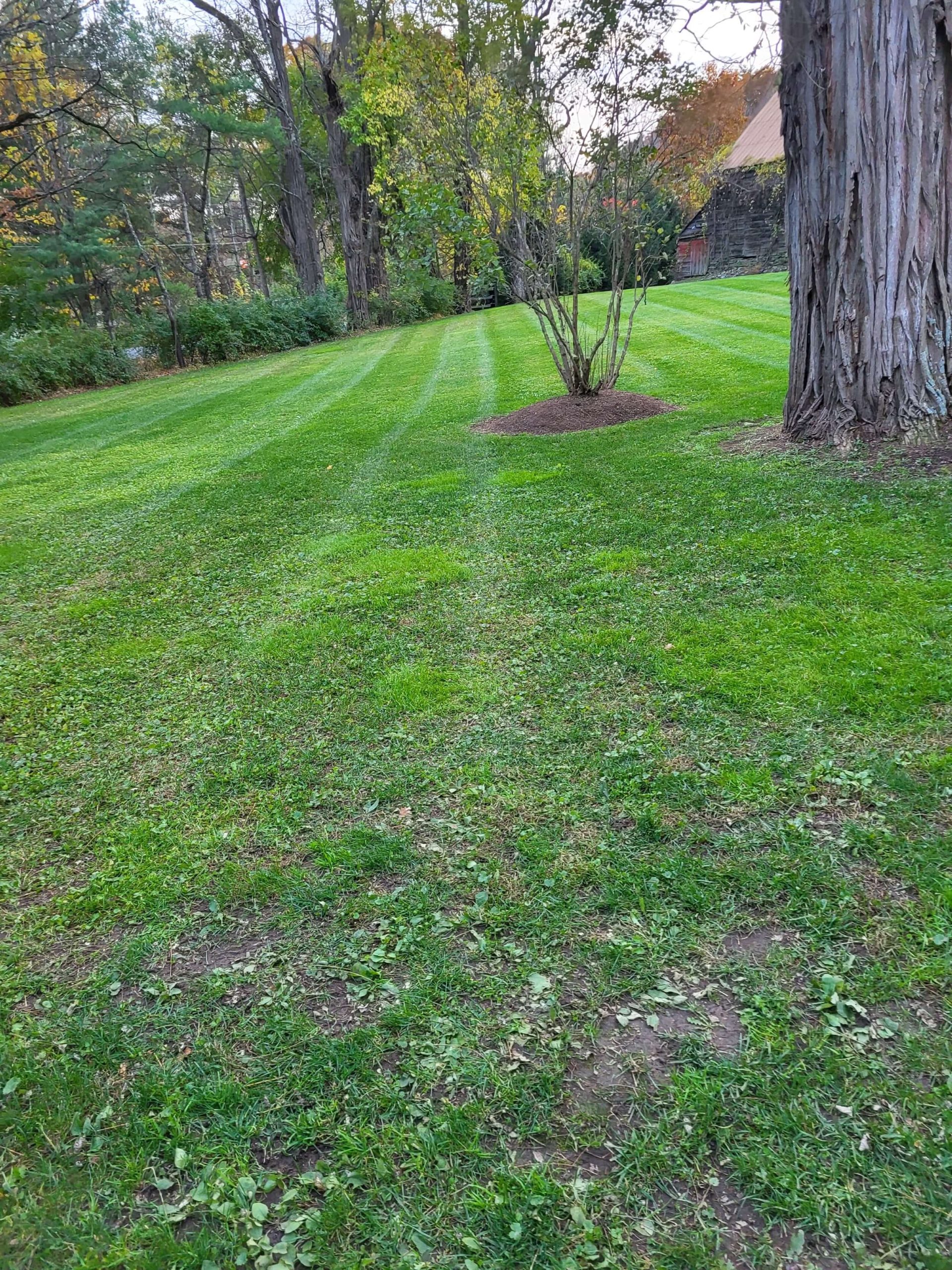 Freshly lawn backyard